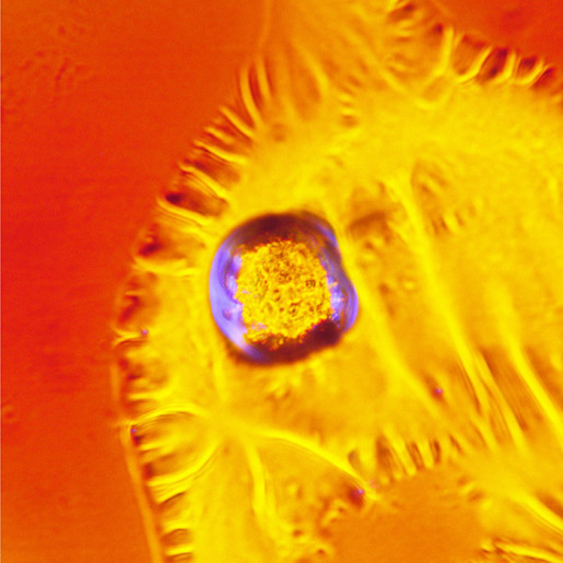 Normalizer – NIKOTIN