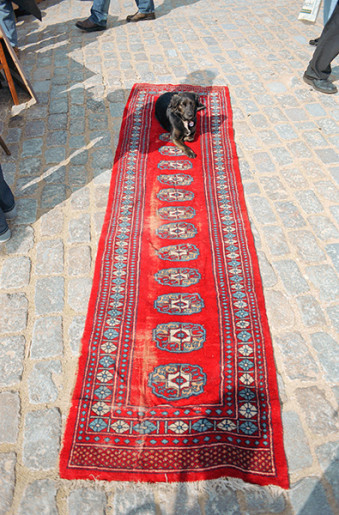 Hund auf Teppich