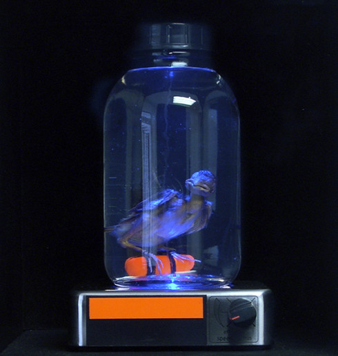 Never Forever © Götz Holborn